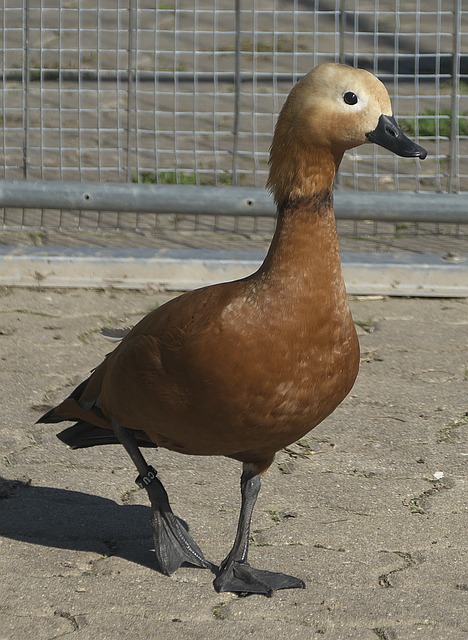 万英镑加上